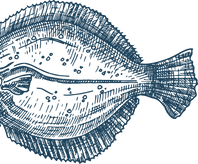 Flunder